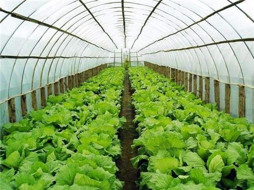 空气能热泵如何给植物养殖创造环境？